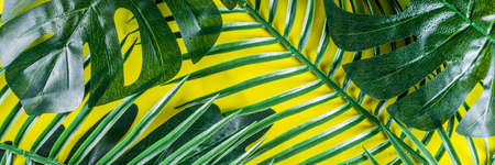 Tropical background. Palm and monstera leaves on yellow blue  background. Flatlay, top view, minimal...