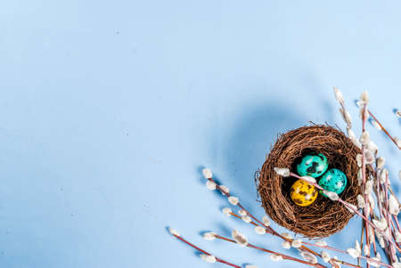 Easter background with bird's nests, with eggs and spring flowers pussy willow, blue background top...