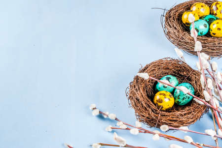 Easter background with bird's nests, with eggs and spring flowers pussy willow, blue background copy...