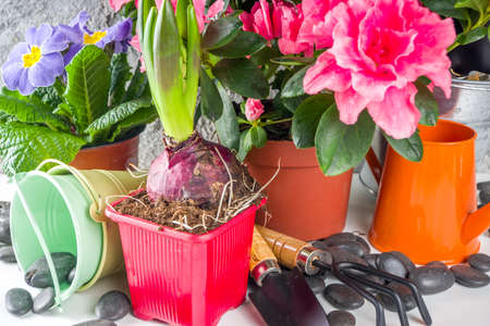 Home gardening, greenhouse concept. Indoor flower garden, Small plant pots with gardening tools....