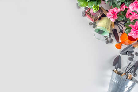 Home gardening, greenhouse concept. Indoor flower garden, Small plant pots with gardening tools. Copy spaceの写真素材