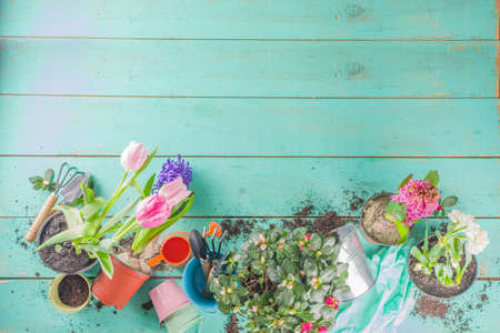 Spring Gardening concept. Gardening tools, herbs and plants on light blue wooden table. Spring outdoor garden works concept. Flat lay, top viewの写真素材