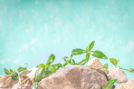 Natural rocks stones with leaves wild curly plants, on sky blue background, border with copy space for textの写真素材
