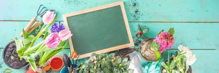 Spring Gardening concept. Gardening tools, herbs and plants on light blue wooden table. Spring outdoor garden works concept. Flat lay, top viewの写真素材