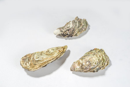 Closed oyster shells isolated on white top viewの写真素材