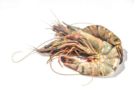 Raw large giant king prawns shrimp isolated on white background top viewの写真素材