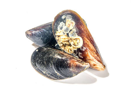 Raw seafood mussels isolated on white background, open and closed seashells