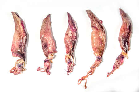 Raw fresh seafood squid, baby squid isolated on white backgroundの写真素材