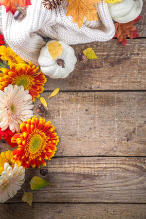 Cozy autumn background with with colorful flowers, red yellow leaves, white pumpkins and warm plaid,...