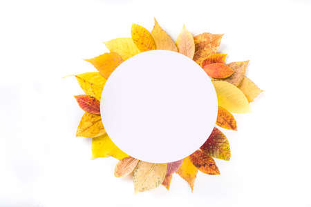 Autumn frame composition, with colorful red yellow fall leaves on white background. Thanksgiving holiday greeting card concept. Flatlay, top view, copy spaceの写真素材