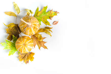 Simple Autumn leaf flatlay, colorful fall dried leaves and pumpkins on white background, top view frame border. Autumn creative composition.の写真素材