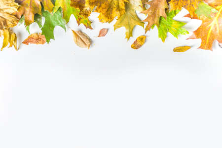 Simple Autumn leaf flatlay, colorful fall dried leaves and pumpkins on white background, top view frame border. Autumn creative composition.の写真素材