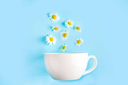 Cup of brewed chamomile tea with bouquet of chamomile daisy, blue wooden background copy space....