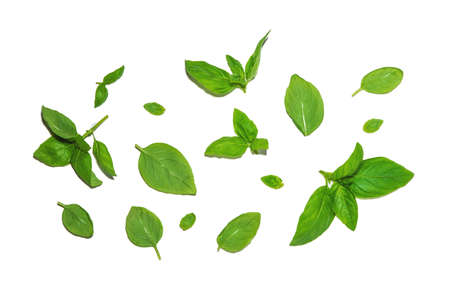 Various basil leaves isolated on white backgroundの写真素材