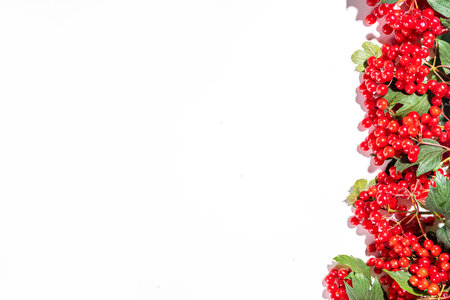 Viburnum berries with leaves on branches isolated on white backgroundの写真素材