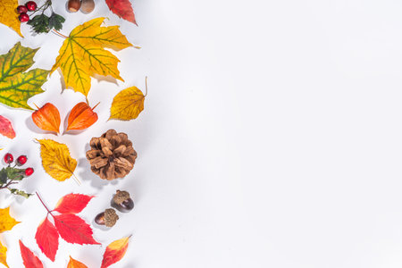 autumn composition. Autumn colored red, yellow leaves, flowers, berries on white background. Autumn,...