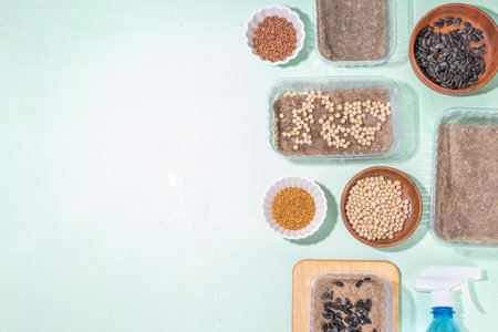 Seedlings, planting microgreens greenery background. Home tray containers with seeds and cloth for grow microgreen on a home kitchen tableの写真素材