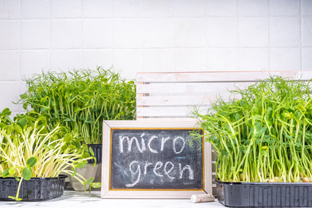 Fresh grown microgreens, on kitchen white table corner. Home grown healthy superfood microgreens....