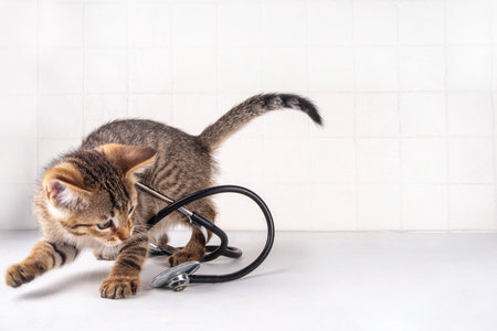 Cute little tabby kitten playing with medical doctor stethoscope on white background. Advertising, flier for veterinary clinic, cat food for kittens, healthcare products for cats backgroundの写真素材