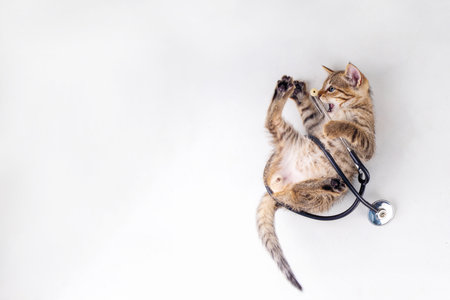 Cute little tabby kitten playing with medical doctor stethoscope on white background. Advertising, flier for veterinary clinic, cat food for kittens, healthcare products for cats backgroundの写真素材