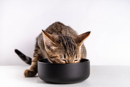 Cute adorable tabby striped mongrel kitten eats kibble food from bowl with appetite and licks itself, on a white background.の写真素材