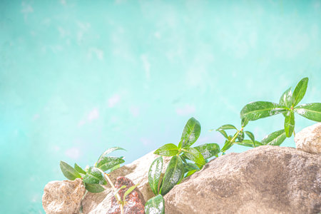 Natural rocks stones with leaves wild curly plants, on sky blue background, border with copy space for textの写真素材