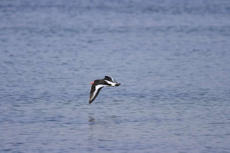 A oystercatcher in good actionの写真素材