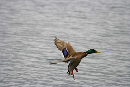 A close up on a flying Mallardsの写真素材