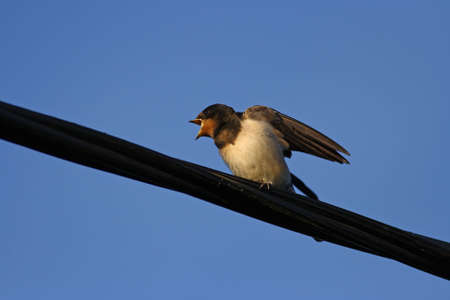 A young barn swallow waiting for food