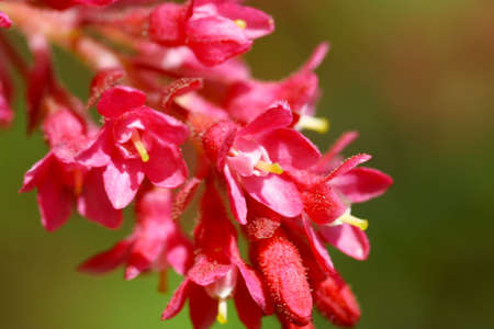 Red flowers on blooming bushの写真素材