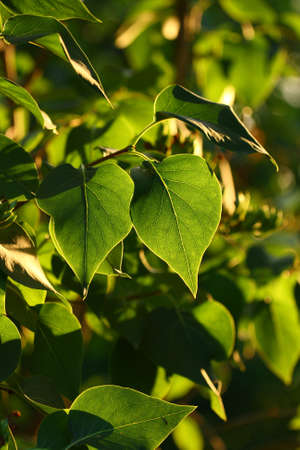 Some green leafs after the summer rainの写真素材