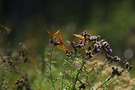 Fritillarys having fun pollinate some flowersの写真素材