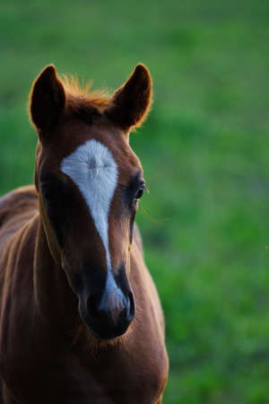 A foal in nice backlight during summer timeの写真素材
