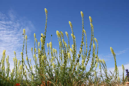 A flower hill with a nice summer skyの写真素材