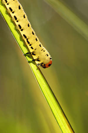 A closeup on a caterpillar walking on a grass straw.