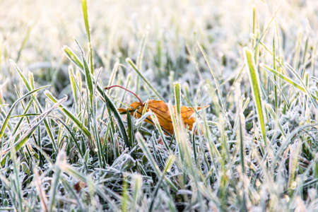 The fallen dry maple leaf lies on the grass in frost and dew drops in the rays of sunlight shinesの写真素材