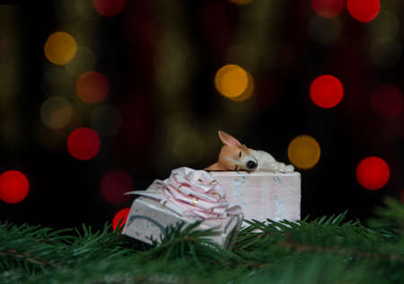 a pink gift with a bow on which a small dog is sleeping on spruce branches against a background of yellow and red bokeh lights on a black backgroundの写真素材