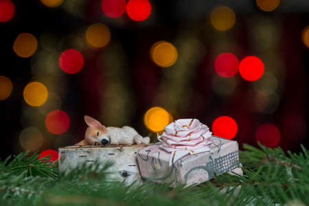 a pink gift with a bow on which a small dog is sleeping on spruce branches against a background of yellow and red bokeh lights on a black backgroundの写真素材