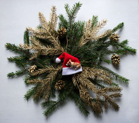 on a wreath of fir branches and cones of gold color lies and sleeps on the head of Santa Claus dog - the symbol of the 2018 New Year in the Chinese calendarの写真素材
