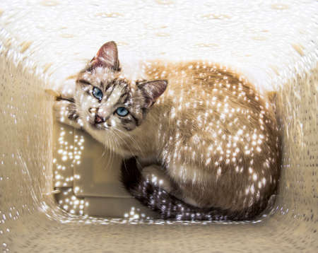 The cat lays in a dairy laundry basket and is lit by small sunbeamsの写真素材