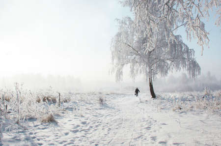 In a white snowy field a lonely birch in the frost and a man a man is snowing a frost winterの写真素材