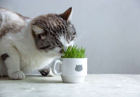 the cat is eating grass from a white cupの写真素材