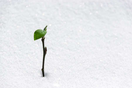 on the snow tree buds bud green young leafの写真素材