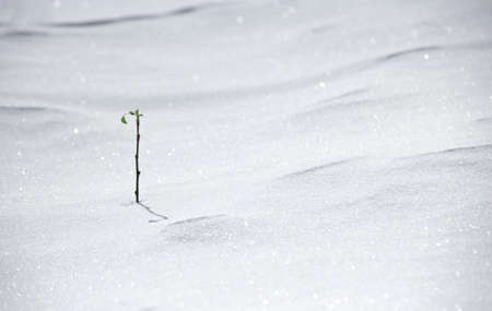 on the snow tree buds bud green young leaf