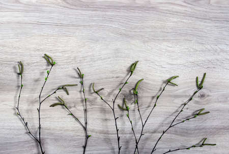 on a wooden background, birch branches with blossom buds greenの写真素材