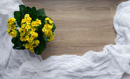 on a wooden background flower yellow color kalandive raster tablecloth easy twain whiteの写真素材