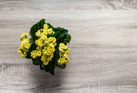 background tree flower kalandi yellowの写真素材