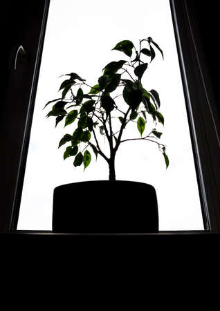 on a dark background the window and on it a pot of Benjamin's fig tree in the backlight verticalの写真素材