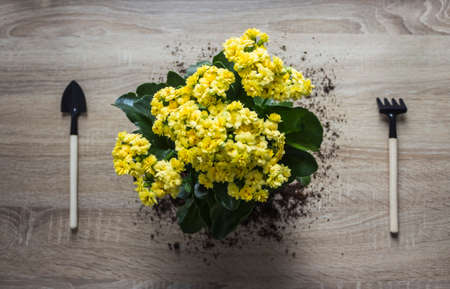 background tree flower calandiva yellow sheet spoon shovel forkの写真素材