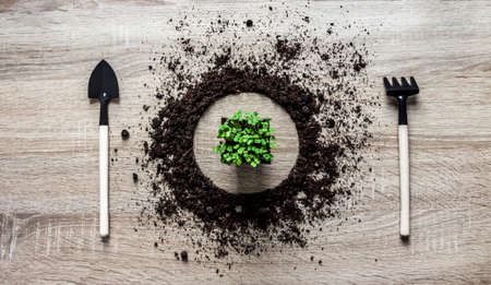 wooden background concept earth piled circle dish spoon paddle fork rake texture planting center seeds flower greens salad spring horizontalの写真素材